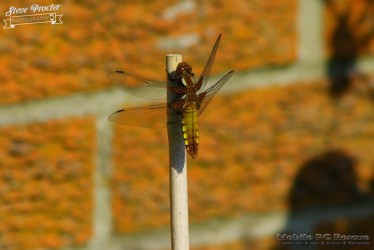 Dragonfly in Garden 26th May 2018 0006