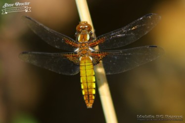 Dragonfly in Garden 26th May 2018 0031
