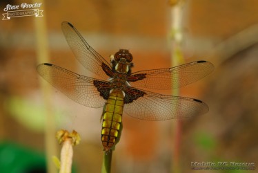 Dragonfly in Garden 26th May 2018 0065