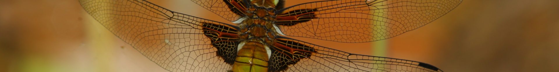 Dragonfly in the garden today