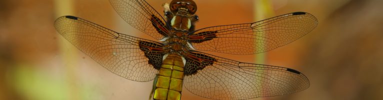 Dragonfly in the garden today