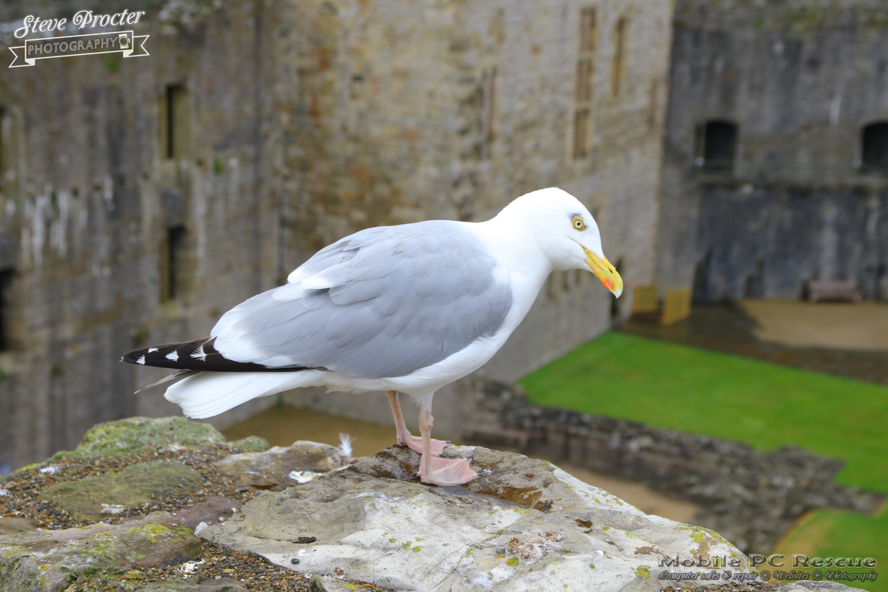 Wales for my Birthday – Porhmadog Criccieth Caernarfon (20th Jul
